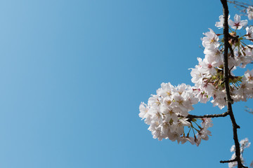 Cherry Blossom in Tokyo Japan