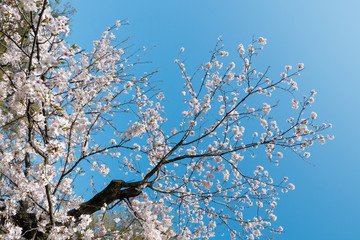 Cherry Blossom in Tokyo Japan