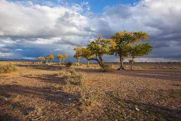 view on trees in Mongolia