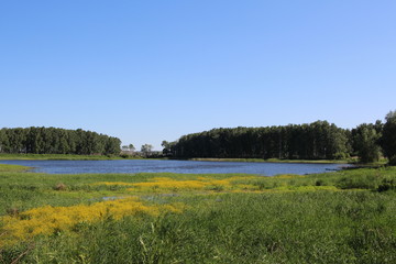 lake in a green glade with blooming fresh grass in the summer in the forest in yellow flowers in nature