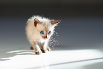 Baby cat. Cute kitten playing at home.