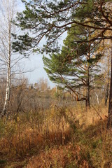 picturesque autumn forest pine trees with yellow leaves