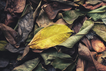 Dry leaves in spring Close-up photos for the background