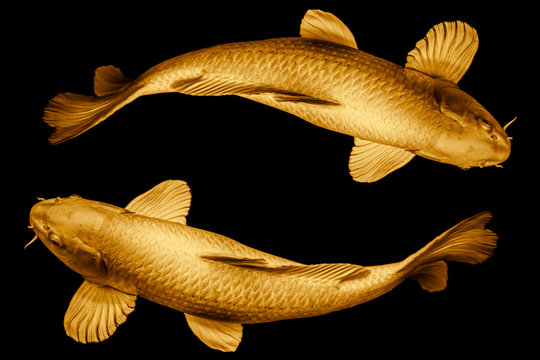 Koi fish golden round the circle loop for lucky or infinity long live symbol concept isolated on black background.