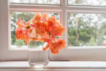 Close up of coral hibiscus flower in glass jar on window sill (selective focus)