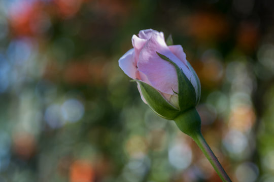 Lovely pink rose with a fantastic blurry background