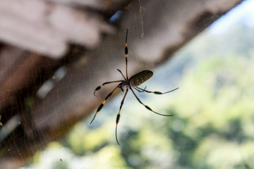 Spider hanging on its cobweb with unfocused background of house and jungle.