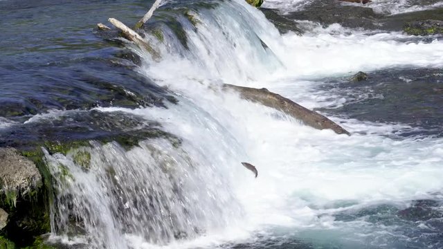 Salmon are jumping at Brooks Falls in Katmai, Alaska