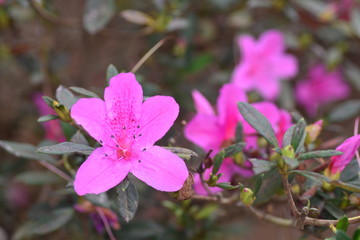 Fototapeta premium Azaleas are flowering shrubs in the genus Rhododendron, particularly the former sections Tsutsuji (evergreen) and Pentanthera (deciduous). Azaleas bloom in the spring