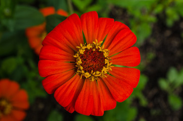 Red flower in the garden.