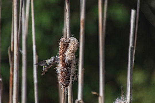 A picture of a female Anna's hummingbird collecting nesting material from a cattail plant.   Vancouver  BC  Canada