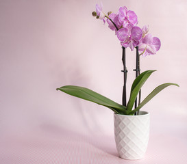 Closeup of purple phalaenopsis orchid in white pot against pink pinstripe background