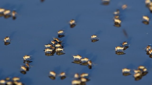 Dipterans of the genus Brachydeutera jump in and out of focus while skating on the surface of stagnant water