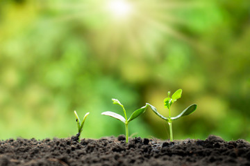 Small trees of different sizes on a green background, the concept of environmental stewardship and World Environment Day.