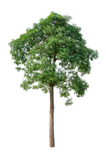 Tree shape, cut into white background