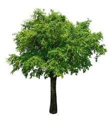 Obraz premium The tree has a leaf with a pompom a white background.