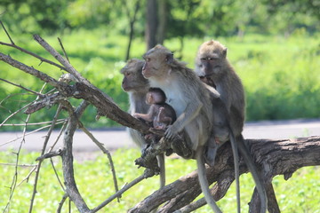 the monkey family is up in a tree in Baluran National Park, Situbondo, East Java, Indonesia