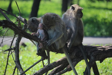 the monkey family is up in a tree in Baluran National Park, Situbondo, East Java, Indonesia