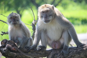 the monkey family is up in a tree in Baluran National Park, Situbondo, East Java, Indonesia