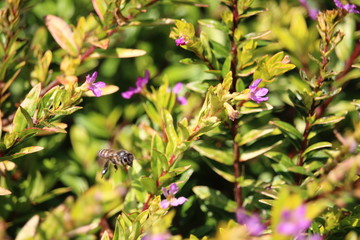 the little bee is sucking honey in a small flower