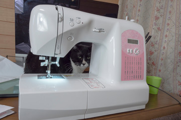ミシンから覗くハチワレ猫