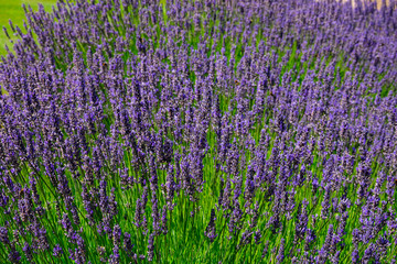 Selective focus of lavender plants in Bariloche, Argentina