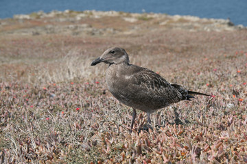 Juvenile Western Gull - Larus occidentalis - on East Anacapa Island in Channel Islands National Park, California on sunny summer afternoon.