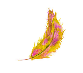 Feather. One of the symbols of bird, fly, air, wings, freedom and love. Watercolor illustration.