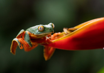 Fototapeta premium Splendid Leaf Tree Frog in Costa Rica 