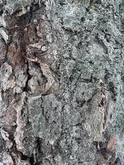 Maple tree bark. Tesstura bark with moss