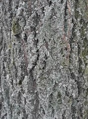 Maple tree bark. Tesstura bark