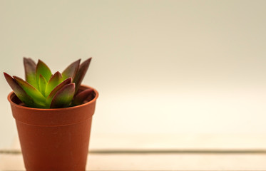 A cactus in a pot placed on a wooden floor and the cream background
