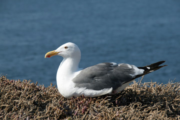 Western Gull - Larus occidentalis - on East Anacapa Island in Channel Islands National Park, California on sunny summer afternoon.