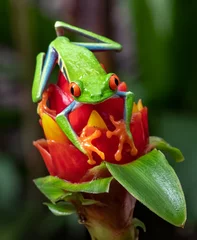 Deurstickers Red-eyed Tree Frog in Costa Rica  © Harry Collins