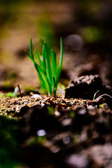 Onion plantation in the vegetable garden agriculture with Sunlight in the morning.
