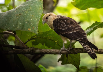 Yellow headed caracara in Costa Rica 