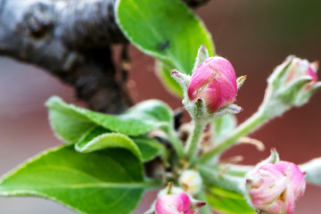 Red Apple Flower Buds . Blooming apple blossom on tree branch. Macro Close up with blurred foreground
