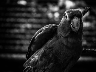 bird of prey