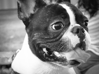 portrait of a bulldog