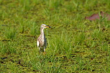 Fototapeta premium Heron on the grass