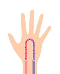 Hand blood circulation illustration (simplified image)