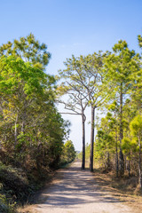pine tree on Phu Kradueng mountain