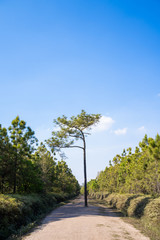 Fototapeta na wymiar pine tree on Phu Kradueng mountain