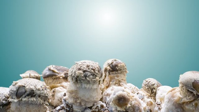 Shiitake mushroom growth time lapse on blue background
