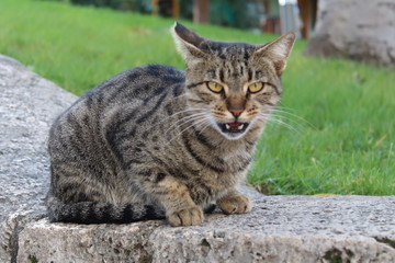 Naklejka na ściany i meble cat in garden