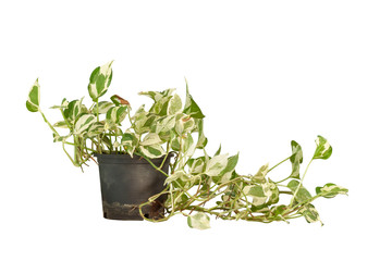 Epipremnum aureum or golden pothos in black plastic pot isolated on white background included clipping path.