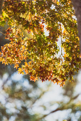 japanese maple tree with beautiful autumn foliage with red and yellow leaves