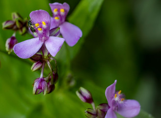 Fototapeta premium abelha solitaria