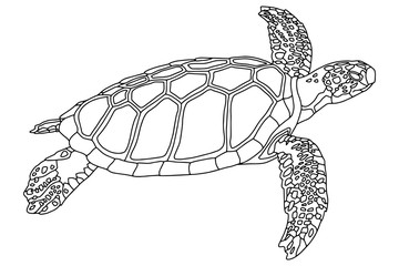 Fototapeta premium Jpeg illustration. Сoloring book. Realistic design. Sea turtle. Marine inhabitants. Children's illustration.