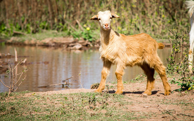 goat on the grass and lake